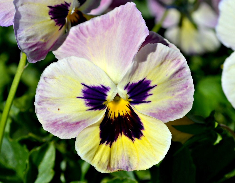 Purple and Yellow Pansy