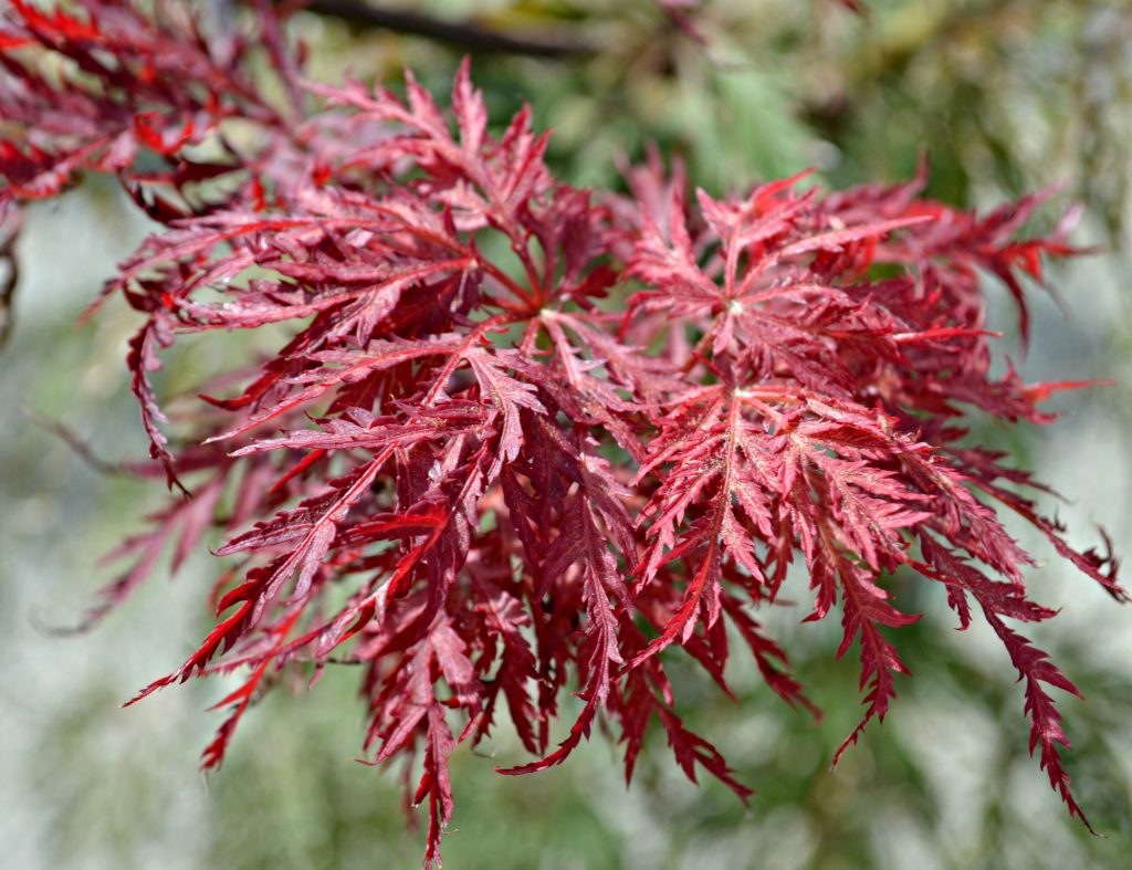 japanese-maple-red