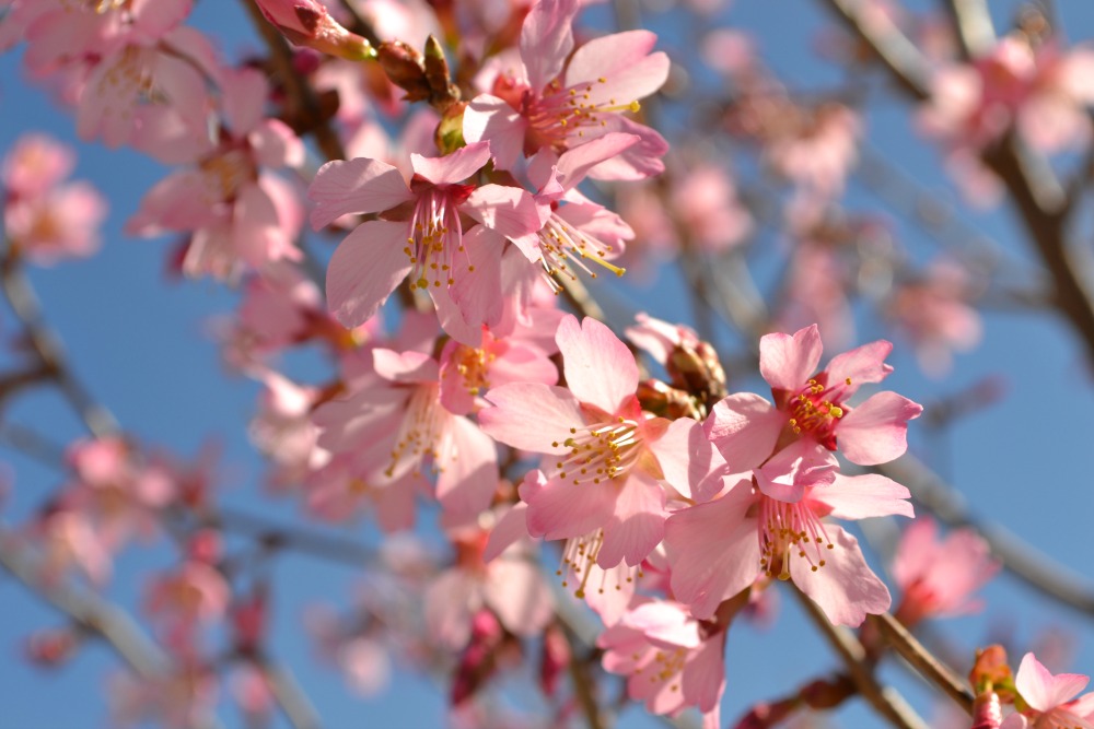 Trees that Bloom Pink in Spring