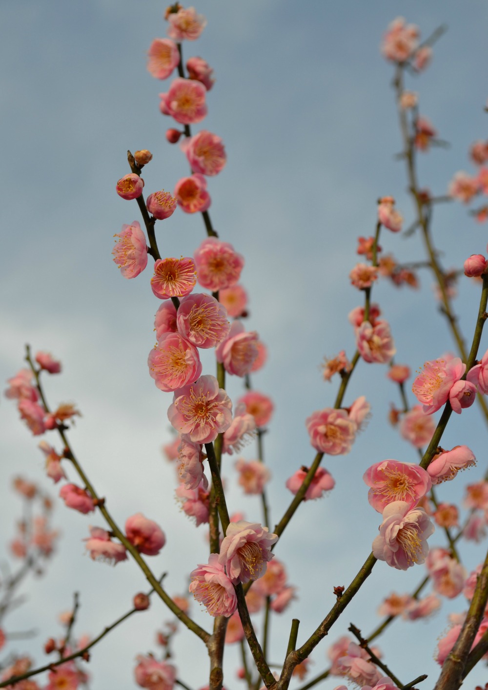 pink spring tree flowers