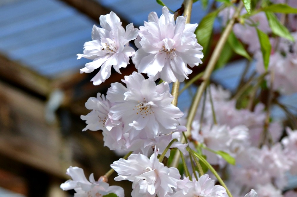 Trees that Bloom Pink in Spring | Fairview Garden Center