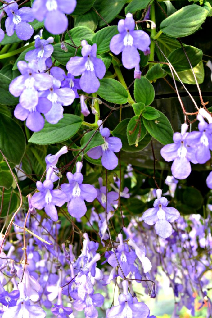 Top 5 Hanging Baskets for Shade Fairview Garden Center