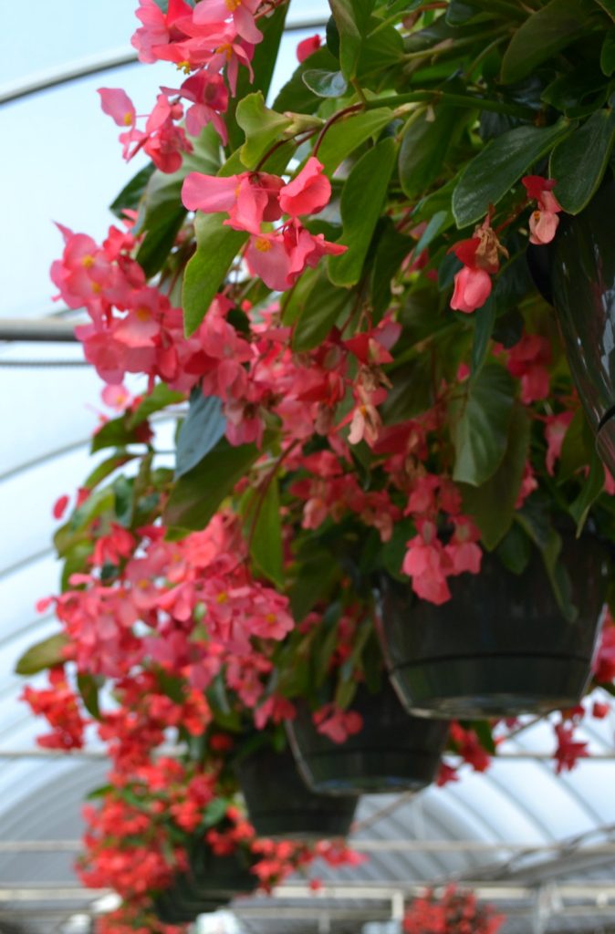 Full sun store hanging plants