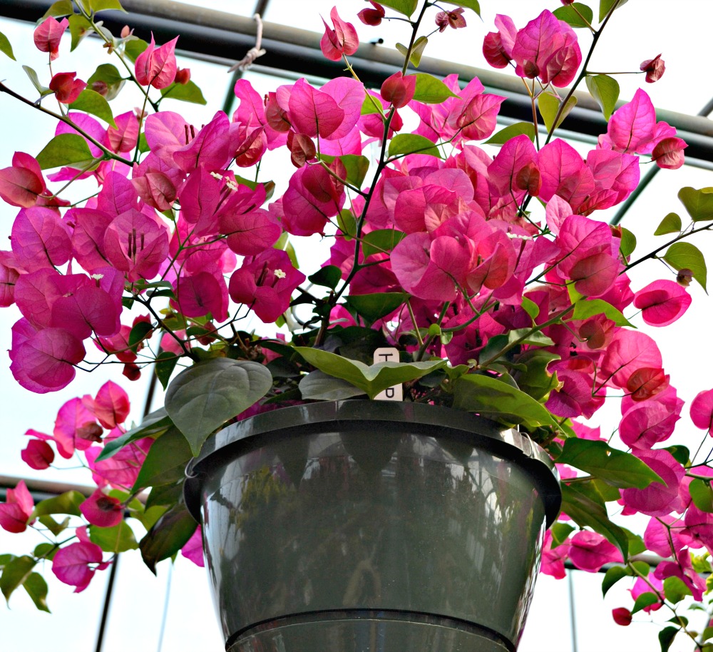 types of hanging flowers