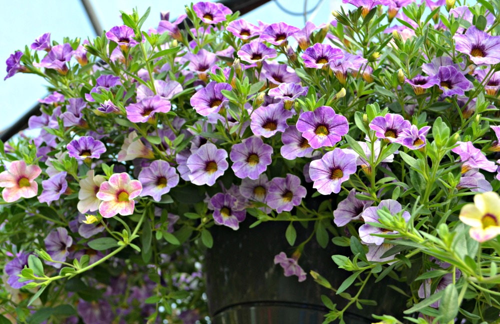 Top Hanging Baskets For Full Sun Fairview Garden Center