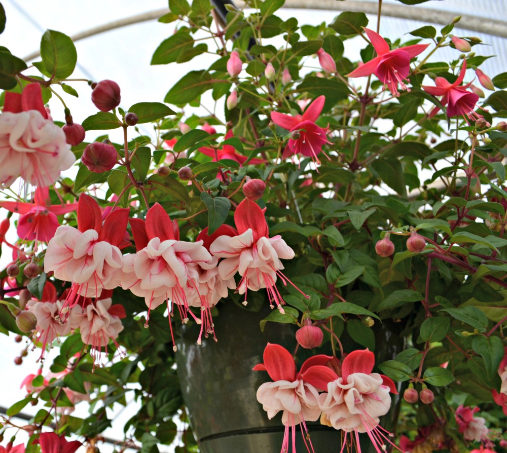 Top 5 Hanging Baskets for Shade Fairview Garden Center