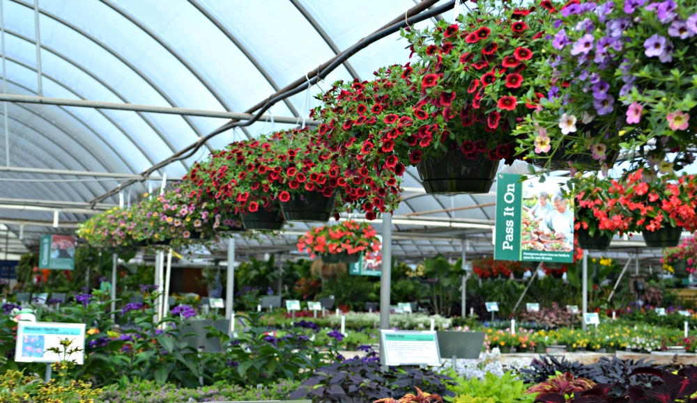 Best Hanging Baskets for Full Sun | Fairview Garden Center