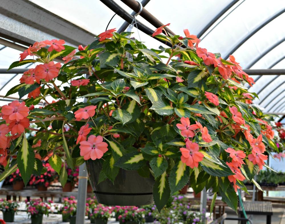 Types Of Hanging Flowers