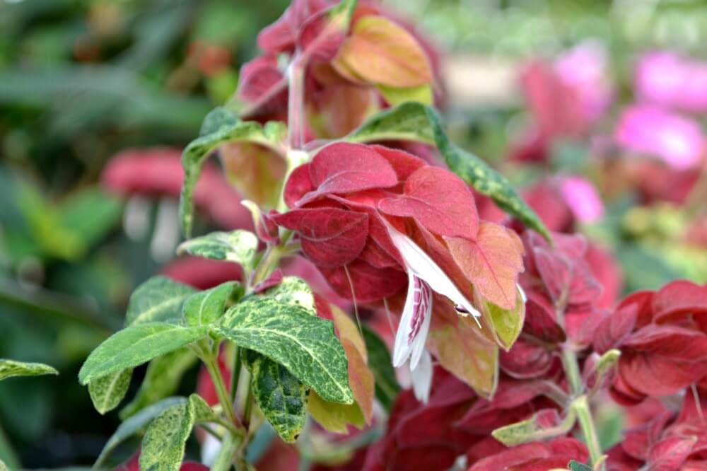 Shrimp Plant Available at Fairview Garden Center in Raleigh, NC