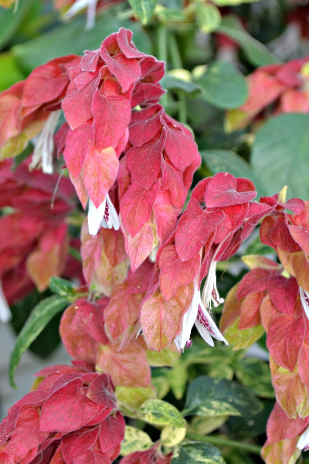 Shrimp Plant Available at Fairview Garden Center in Raleigh, NC